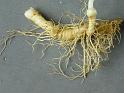 3 rhizome muguet